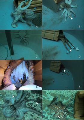 Comparison of Behavior, Histology and ImpL2 Gene Expression of Octopus sinensis Under Starvation and Senescence Conditions